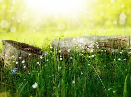 flowers-meadow-wood-forest