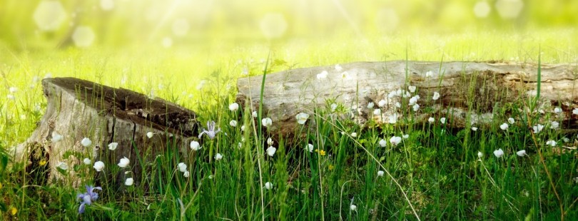 flowers-meadow-wood-forest